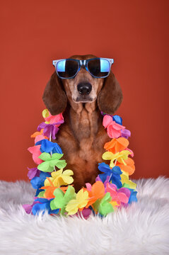 Cute Dachshund dog with a blue sunglasses and Hawaiian Tropical Flower Garland on his neck. On the orange background at studio