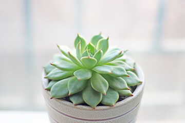 Beautiful Succulent at Home