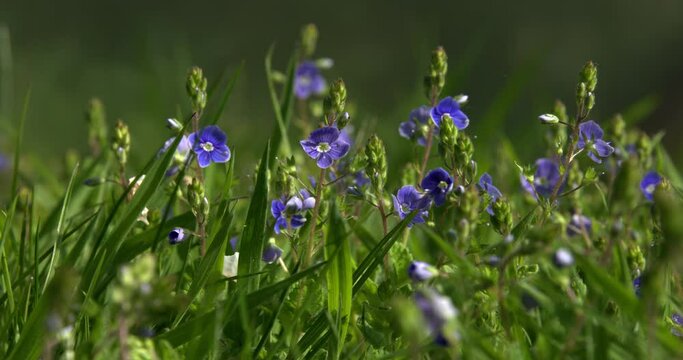 Germander speedwell in field, Dorset, UK