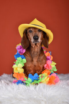 Cute Dachshund dog with a yellow hat and Hawaiian Tropical Flower Garland on his neck. On the orange background at studio