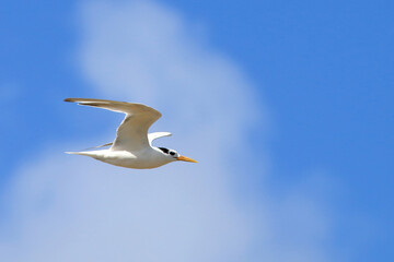 Cabot's Tern (Thalasseus acuflavidus), migratory bird, flying over a blue sky