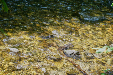 River flowing through the forest
