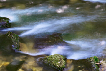 River flowing through the forest
