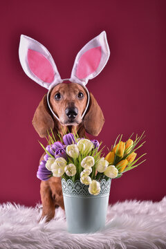 Cute Easter Dachshund with bunny ears and spring flowers on the pink background in studio