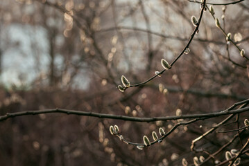 buds of alder on a tree in spring