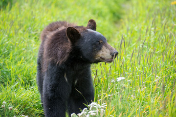 Black Bear in Alaska wilderness. 
