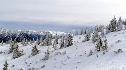 Fototapeta na wymiar Frozen pine trees in the Austrian Alps in the winter by Hochkar
