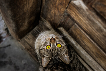 Cat with Yellow Eyes Looking Up 