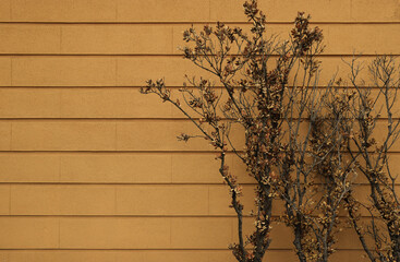 A dry plant set against a dry brown stone wall