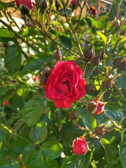 red rose in garden
