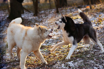 two husky dogs play in snowy city park close up photo