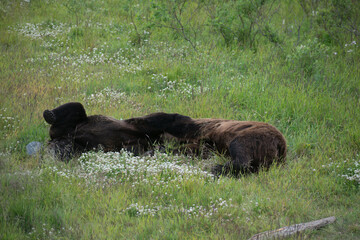 Fototapeta na wymiar Two bears in Alaska cuddling and rolling around.