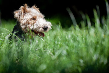 Close up shot of a happy and cute Wire Haired Fox Terrier dog between among blades of grass in a...