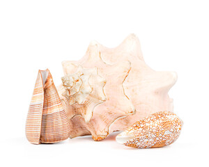 Three seashells isolated on white background. Close-up.