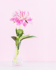 Blooming peony flower in a glass vase on a table on a pale pink background. Copy space. Close-up.  Mother's Day, March 8, Women's Day, wedding, Valentine's Day concept.