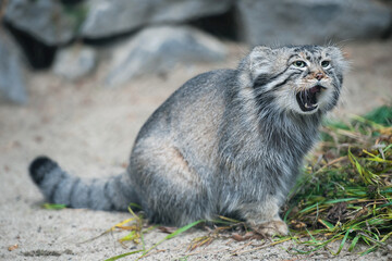 Pallas's cat (Otocolobus manul). Manul is living in the grasslands and montane steppes of Central Asia. Portrait of cute furry adult manul. Instinct to hunt