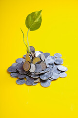 Little plant growing from coins as symbol of money saving and growth or investment