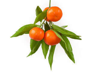 Tangerines hanging on branch with leaves on white background