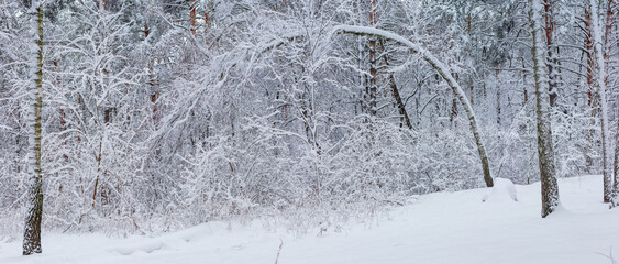 Section of the winter forest after snowfall, panoramic view