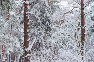 Background of pines and deciduous trees branches covered with snow