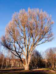 Obraz premium Leafless tree, late autumn.
