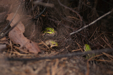 Small Green Frogs Hiding in Undergrowth