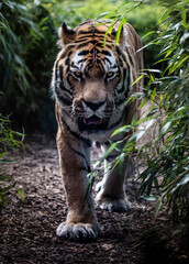 tiger in the zoo