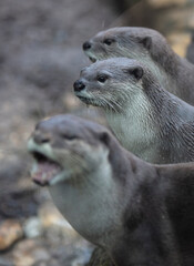 Otters