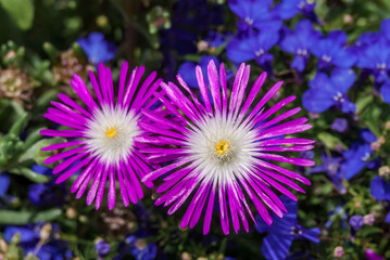 Starburst Ice Plant (Delosperma floribunda) in garden