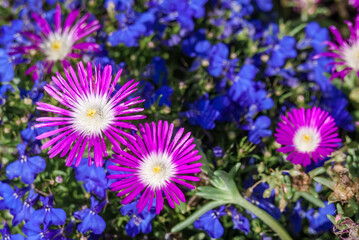 Starburst Ice Plant (Delosperma floribunda) in garden