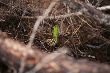 Small Green Frog Hiding in Undergrowth