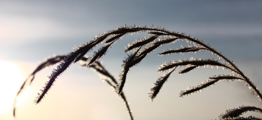 The dry whisk of a wild-growing cereal bent by an arch is covered with the hoarfrost crystals...