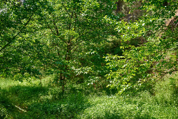 Fototapeta premium Beautiful green forest in a sunny day