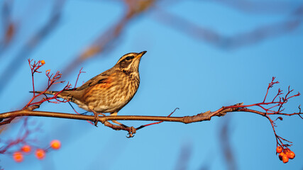 Redwing thrush in evening light perched on a branch in the Highlands
