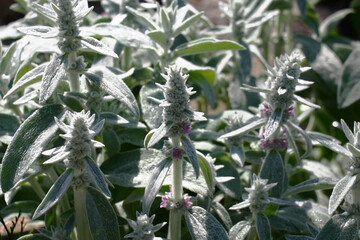 Sunny summer day after a rain. Magnificent fresh plants of a stachys. On silvery fluffy leaves...