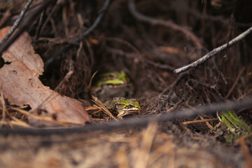 Small Green Frogs Hiding in Undergrowth