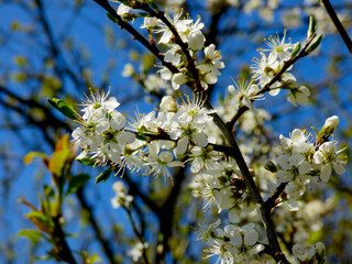 white blossoming tree in spring