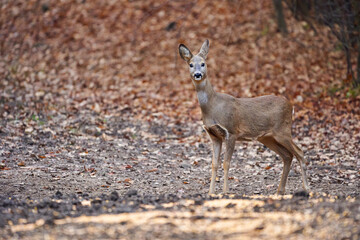 Roe deer in the forest