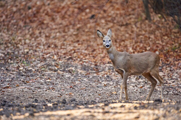 Roe deer in the forest