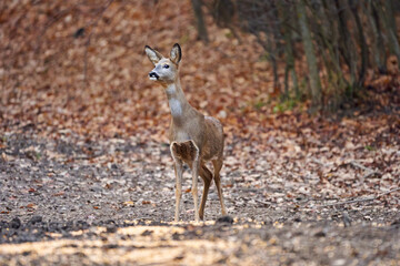 Roe deer in the forest
