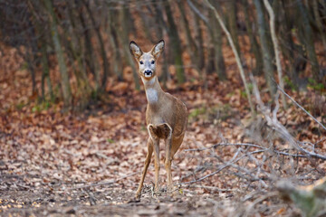 Roe deer in the forest