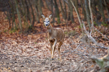 Roe deer in the forest