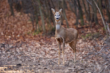 Obraz na płótnie Canvas Roe deer in the forest