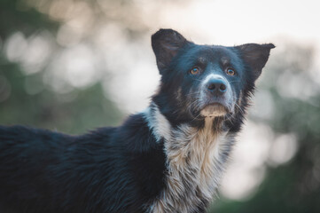 portrait of a black dog
