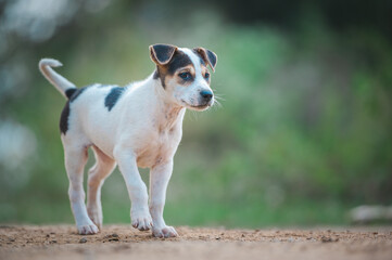 Thai white little dog walking alone on the street.