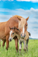 Fototapeta premium Portrait of a horse and a foal on a green field in cloudy weather.