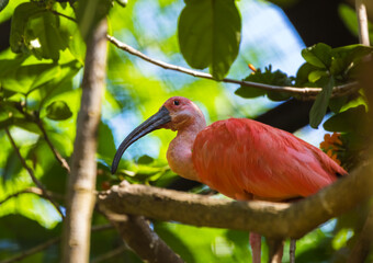 Beautiful bird in Bali Island Indonesia