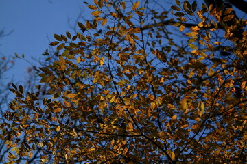 autumn leaves against blue sky