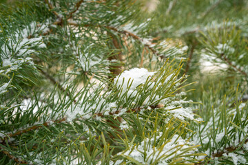 Pine branches covered with snow close-up. The symbol of Christmas and New Year. Christmas tree. Christmas background.
