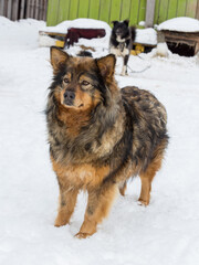 A mongrel big dog in a dog shelter on the white snow background